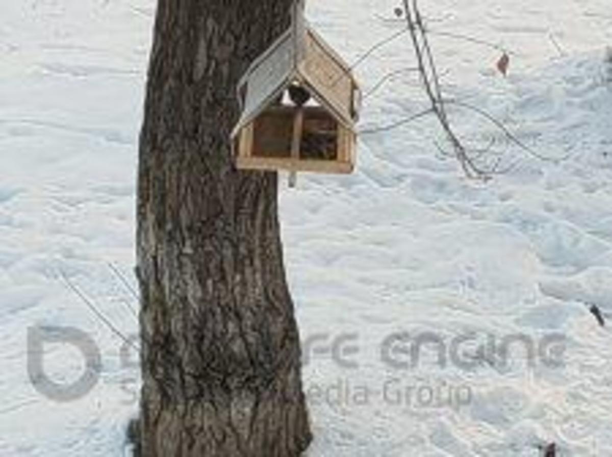 Конкурс "Лучшая кормушка"