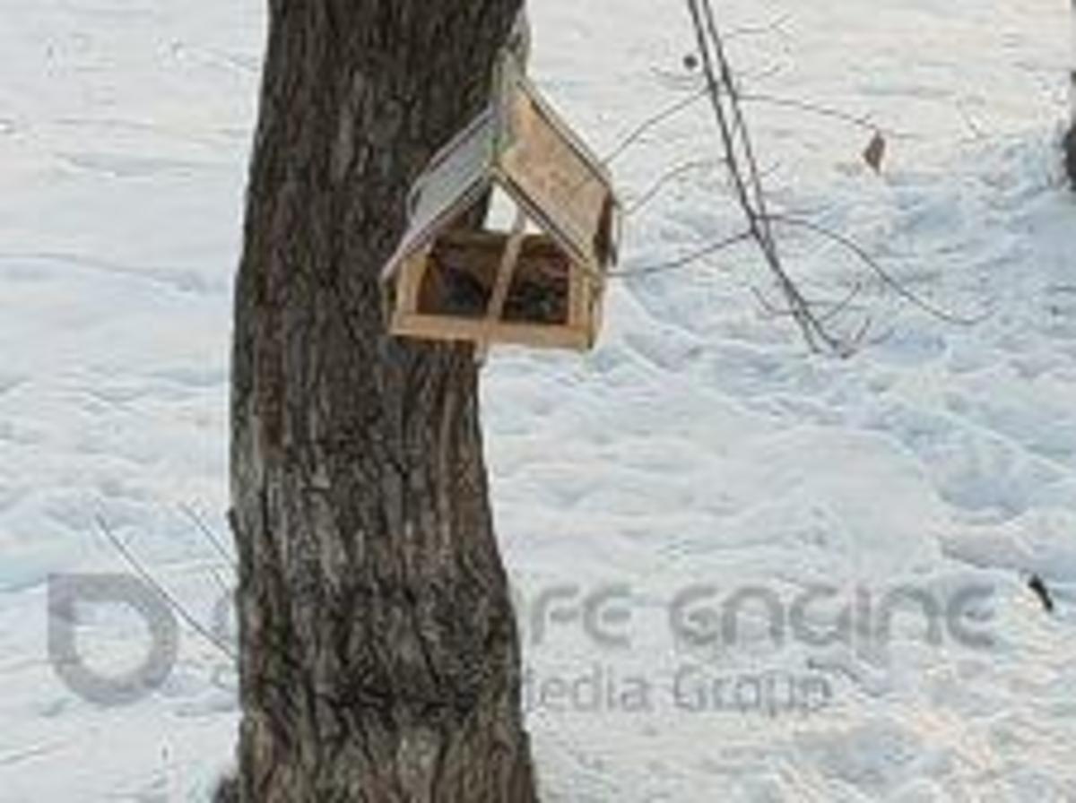 Конкурс "Лучшая кормушка"