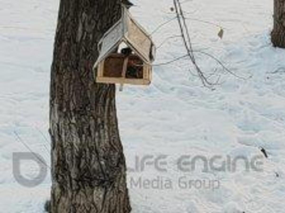 Акция "Покорми птиц зимой"