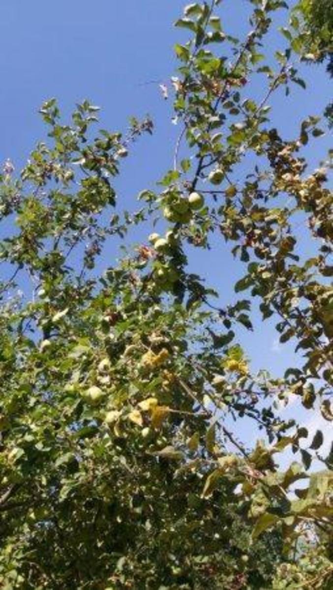 Приближается осень.