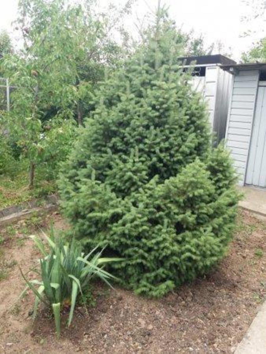 Мой любимый уголок природы