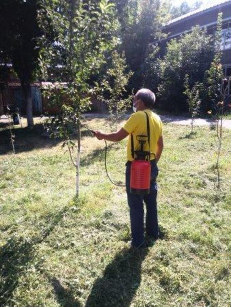 Проводится опрыскивание растений