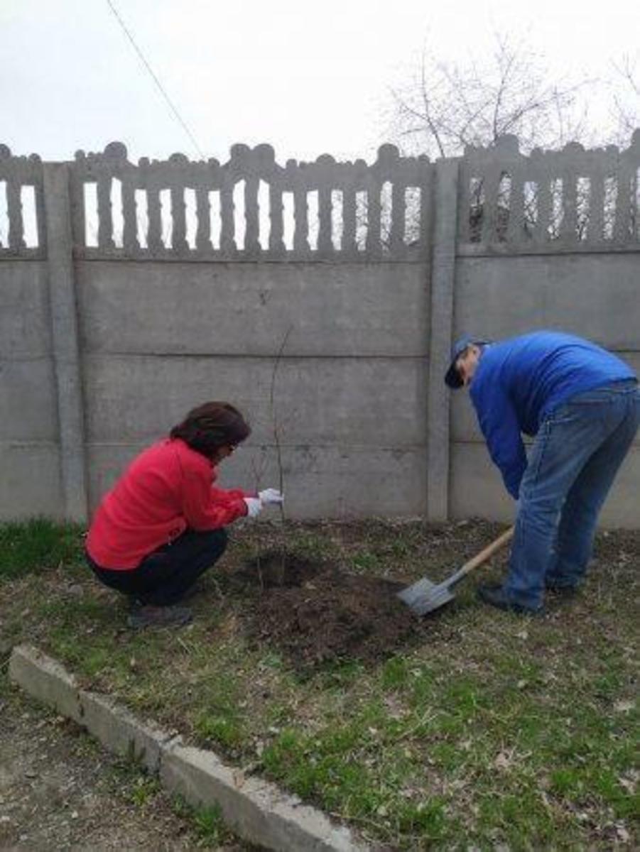 Проведена акция,, Посади дерево".